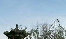 赵县爆料最新,揭秘当地最新热点事件！